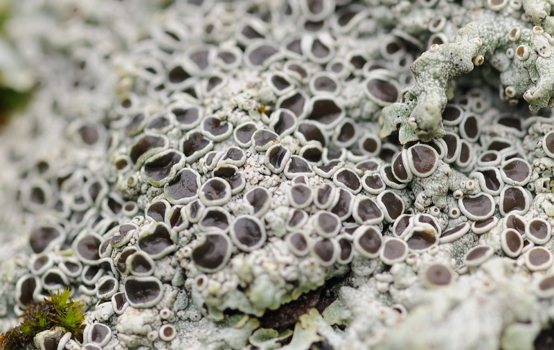 Licheni di Vallombrosa